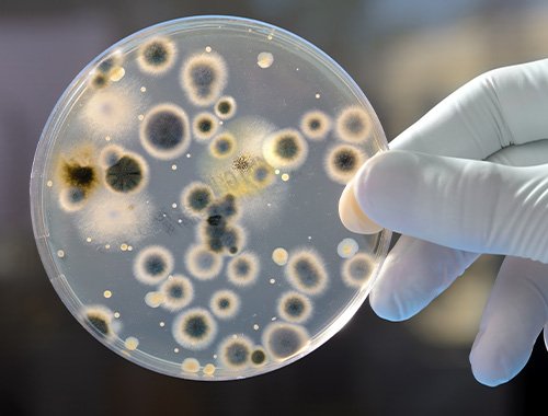 UOSD Microbiology and Virology